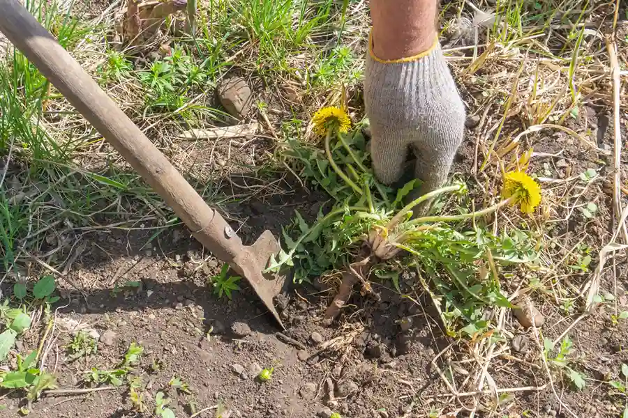 Lawn Weeding