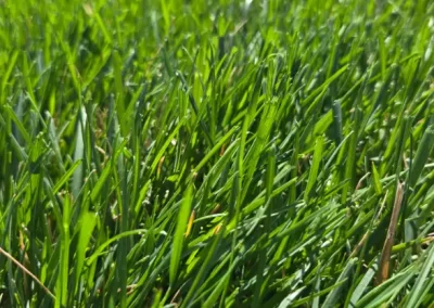 Dependable Landscape Service Provider